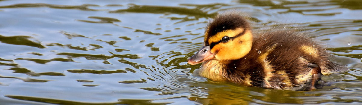 Linnunpoikanen ui vedessä