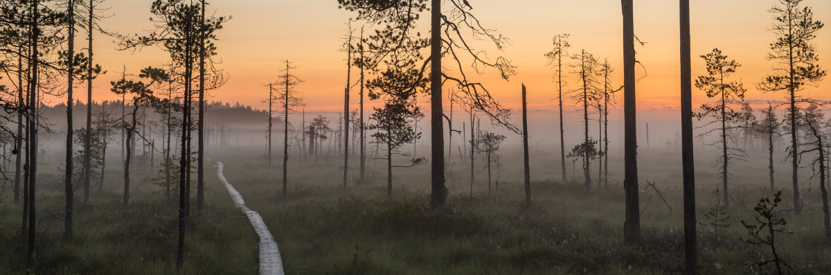 Pitkospuut suolla. Aurinko laskee metsän taakse.