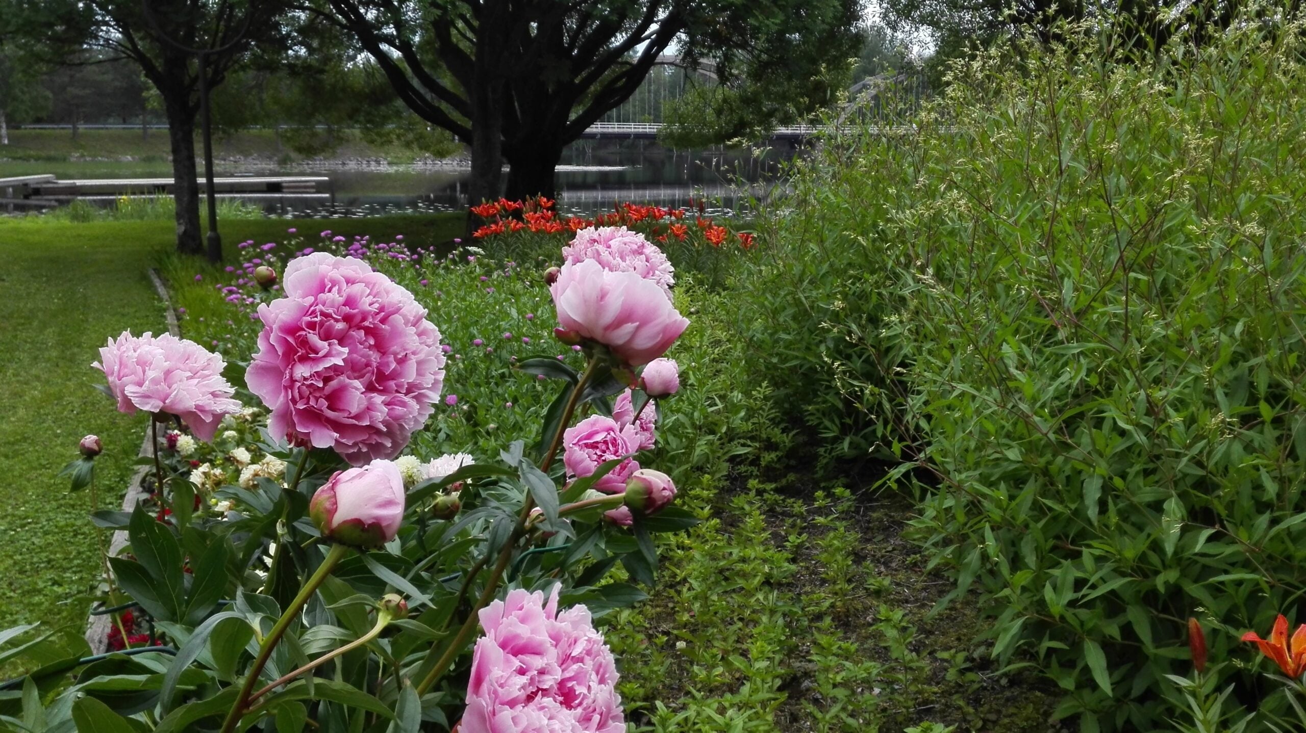 Vaaleanpunaisia pioneja.